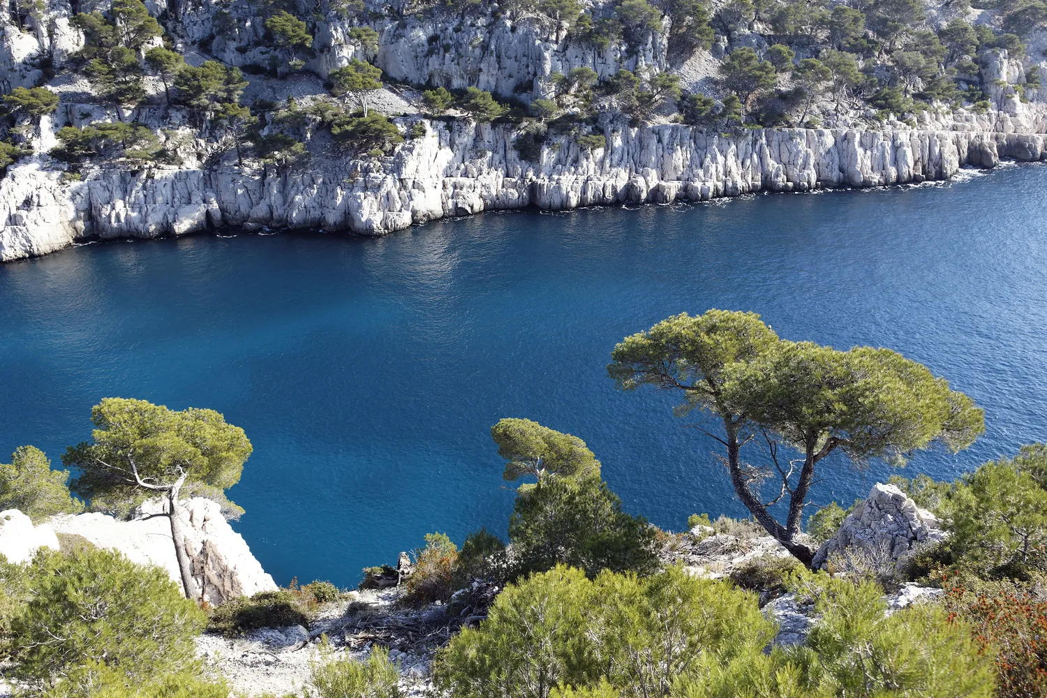 Calanque du littoral, eaux turquoise et pins maritimes