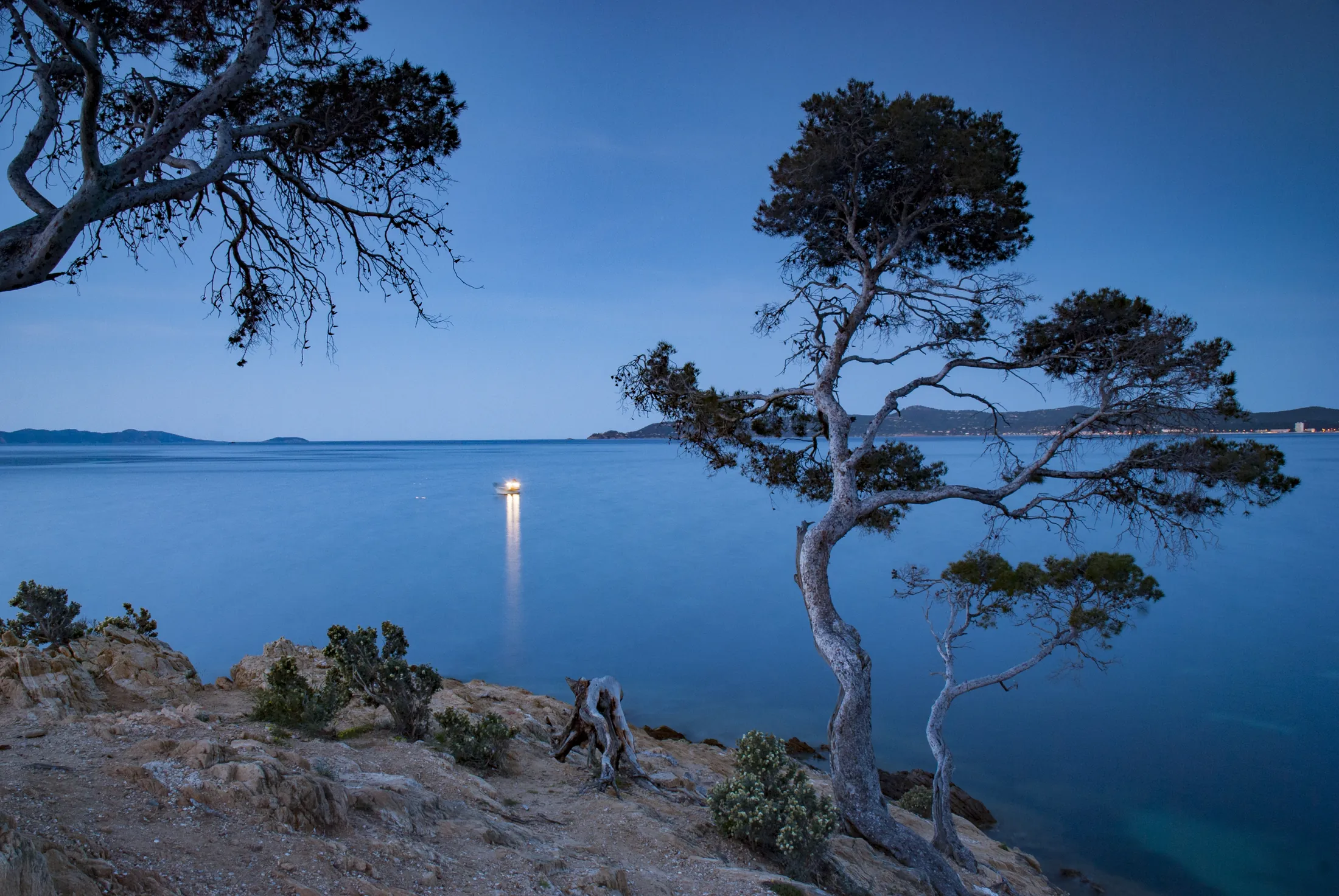 Le littoral varois à l'heure bleue, un pin maritime au-dessus de l'eau calme